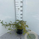 Stephanandra incisa 'Crispa' 30-40 cm 2,0L