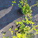 Stephanandra incisa 'Crispa' 30-40 cm 2,0L