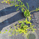 Stephanandra incisa 'Crispa' 30-40 cm 2,0L