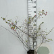 Symphoricarpos d. 'Mother of Pearl' 80-100 cm 5,0L