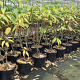Syringa (V) 'Agnes Smith' 60-80 cm 7,5L