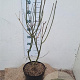 Syringa (V) 'Agnes Smith' 60-80 cm 7,5L