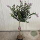 Syringa Bloomerang Dark Purple 90 cm stam 7,5L