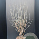 Syringa Dark Purple 60-80 cm 7,5L