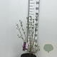Syringa Dark Purple 60-80 cm 7,5L