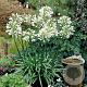 Agapanthus afr. 'Albus' GM P9