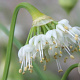 Allium cernuum album GM P9