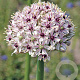 Allium 'Silver Spring' GM  P11