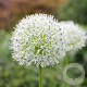 Allium stipitatum 'Mount Everest' GM  P11