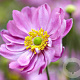 Anemone 'Pretty Lady Emily' GM P9