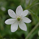 Anemone rivularis GM P9