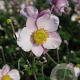 Anemone tom. 'Robustissima' GM P9