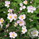 Anemone tom. 'Robustissima' GM P9