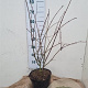 Syringa prestoniae 80-100 cm 7,5L