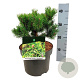 Pinus mugo 'Carsten's Wintergold' 15-20 cm