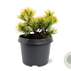 Pinus mugo 'Carsten's Wintergold' 20-25 cm 3,0L