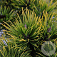 Pinus mugo 'Carsten's Wintergold' 20-25 cm 3,0L