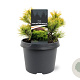 Pinus mugo 'Carsten's Wintergold' 20-25 cm 3,0L