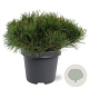 Pinus mugo subsp. mugo 30-40 cm 5,0L