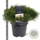 Pinus mugo subsp. mugo 30-40 cm 5,0L