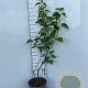 Syringa vulgaris 60-80 cm 5,0L