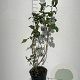 Syringa vulgaris 80-100 cm 7,5L