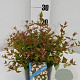 Abelia grandiflora 25-30 cm 2,5L