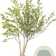 Acer campestre 125-150 cm 10L meerstammig