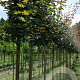 Acer campestre 'Red Shine' 10-12 HO draadkluit