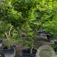 Acer palmatum 200-250 cm container meerstammig extra