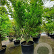 Acer palmatum 300-350 cm container solitair meerstammig