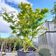 Acer palmatum 450-500 cm container solitair