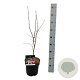 Acer pal. 'Bloodgood' 50-60 cm 4,5L