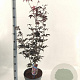 Acer pal. 'Bloodgood' 60-80 cm 10L