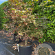 Acer pal. 'Bloodgood' 100-125 cm container multiplateau