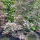 Acer pal. 'Bloodgood' 125-150 cm container meerstammig