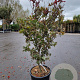 Acer pal. 'Bloodgood' 125-150 cm 30L