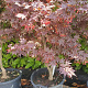 Acer pal. 'Bloodgood' 150-175 cm container meerstammig