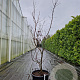 Acer pal. 'Bloodgood' 175-200 cm container meerstammig