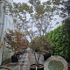 Acer pal. 'Bloodgood' 200-250 cm container meerstammig