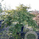 Acer pal. 'Dissectum' 70 cm stam container kroon 150-200