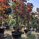 Acer pal. 'Fireglow' 300-350 cm container solitair meerstammig