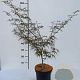Acer pal. 'Garnet' 40-50 cm 4,0L