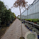 Acer pal. 'Garnet' 100 cm stam container kroon 80-100