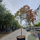 Acer pal. 'Green Lace' 100 cm stam container kroon 80-100