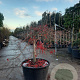 Acer pal. 'Inaba-shidare' 70 cm stam container kroon 125-150