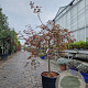 Acer pal. 'Inaba-shidare' 80 cm stam container kroon 100-125