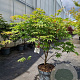 Acer pal. 'Osakazuki' 80-90 cm 10L