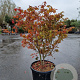 Acer pal. 'Osakazuki' 100-125 cm container multiplateau