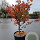 Acer pal. 'Osakazuki' 125-150 cm container meerstammig